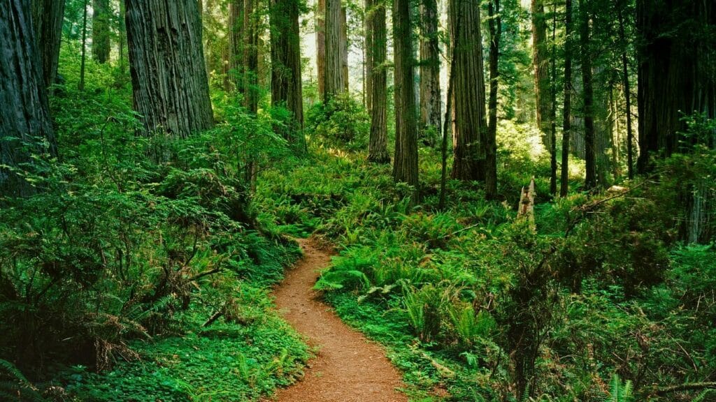Forest Path | Wellspring Counselling Inc.